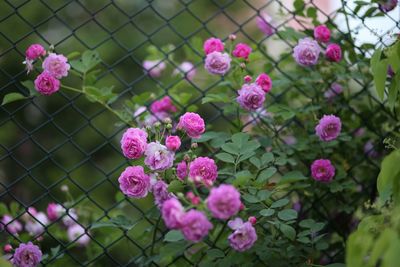 Close-up of pink flowers blooming outdoors