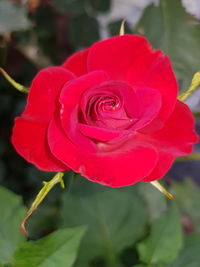 Close-up of red rose blooming outdoors