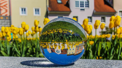 Close-up of yellow flowering plant against building