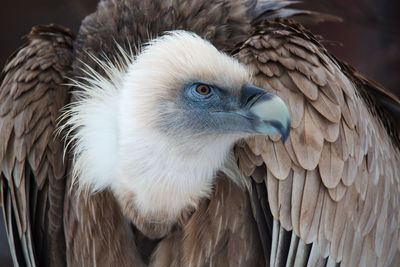 Close-up of eagle