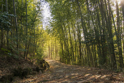 Pine trees in forest