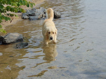 Dog in water