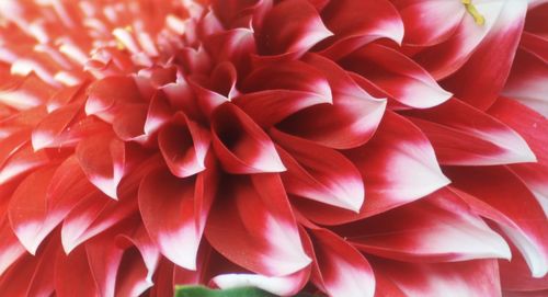 Close-up of red dahlia blooming in park