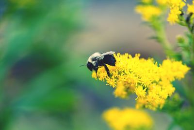 Close-up of bee pollinating on yellow flower