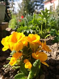 Close-up of yellow flowers blooming outdoors