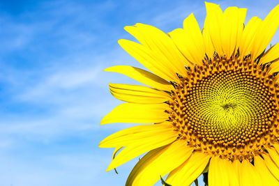 Close-up of yellow sunflower against sky