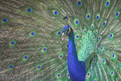 Close-up of peacock