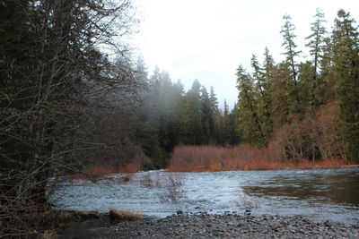 Scenic view of river amidst trees in forest against sky