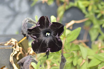 Black petunia 