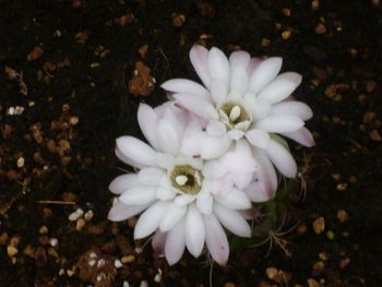 High angle view of white flower blooming outdoors