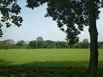 Trees on field against sky