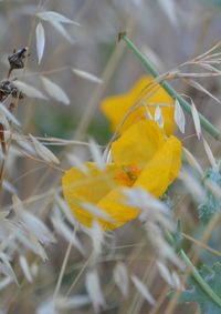 Close-up of flower against blurred background