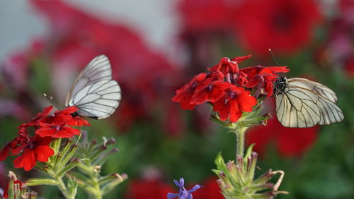 Close-up of butterfly pollinating on red flower