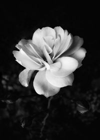 Close-up of white rose flower against black background