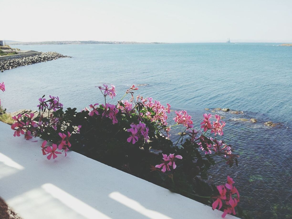 sea, horizon over water, flower, water, beauty in nature, nature, plant, clear sky, high angle view, growth, tranquility, tranquil scene, beach, scenics, day, outdoors, pink color, sky, freshness, sunlight