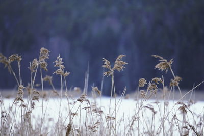 Close-up of plants growing on field during winter