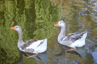 Ducks swimming in lake