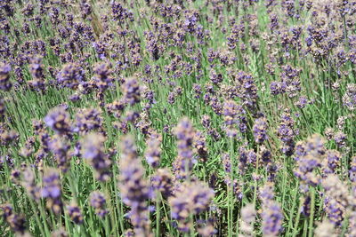 Close-up of purple flowering plants on field