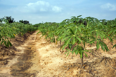 Plants growing on field against sky