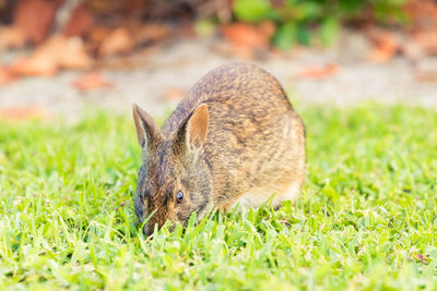 Close-up of a rabbit on field