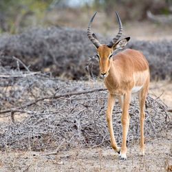 Antelope standing on the field