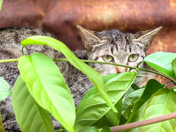 Close-up portrait of a cat
