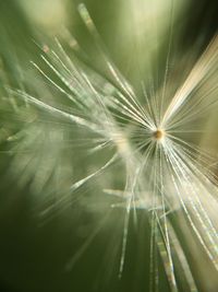 Close-up of dandelion