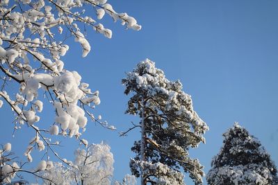 Low angle view of cherry tree against clear blue sky