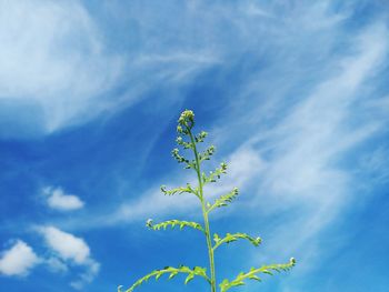 Low angle view of plant against sky