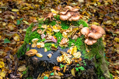 High angle view of mushrooms growing on field during autumn