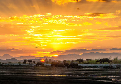 Scenic view of field against sky during sunset