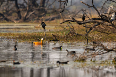 Ruddy shelduck in scenic landscape of keoladeo bharatpur 