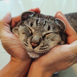 Close-up of hand holding cat