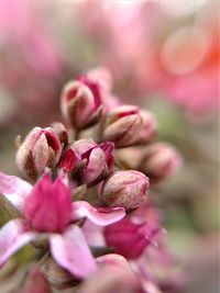 Close-up of pink flowering plant