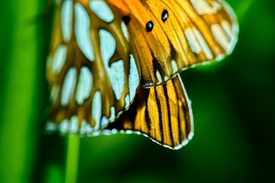 Close-up of butterfly on leaf