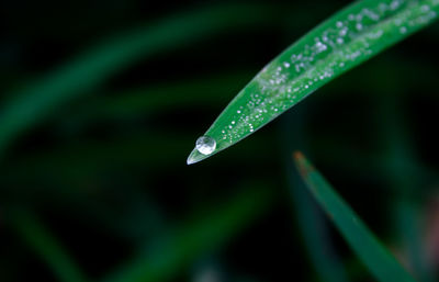 Close-up of water droplet on the tip of grass