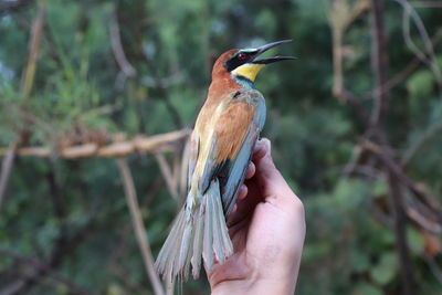 Close-up of hand holding bird against blurred background