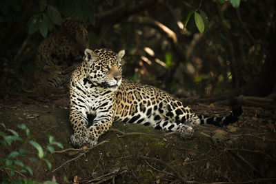 Portrait of tiger in forest