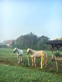 Horses in a field