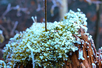 Close-up of frozen leaf on snow covered tree