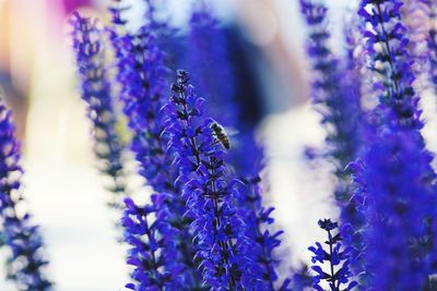 Close-up of purple lavender flowers