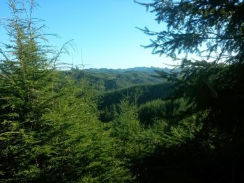 View of pine trees in forest