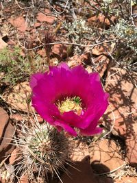 Close-up of pink flowers