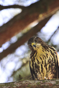 Close-up portrait of a bird of prey perching on branch looking at camera