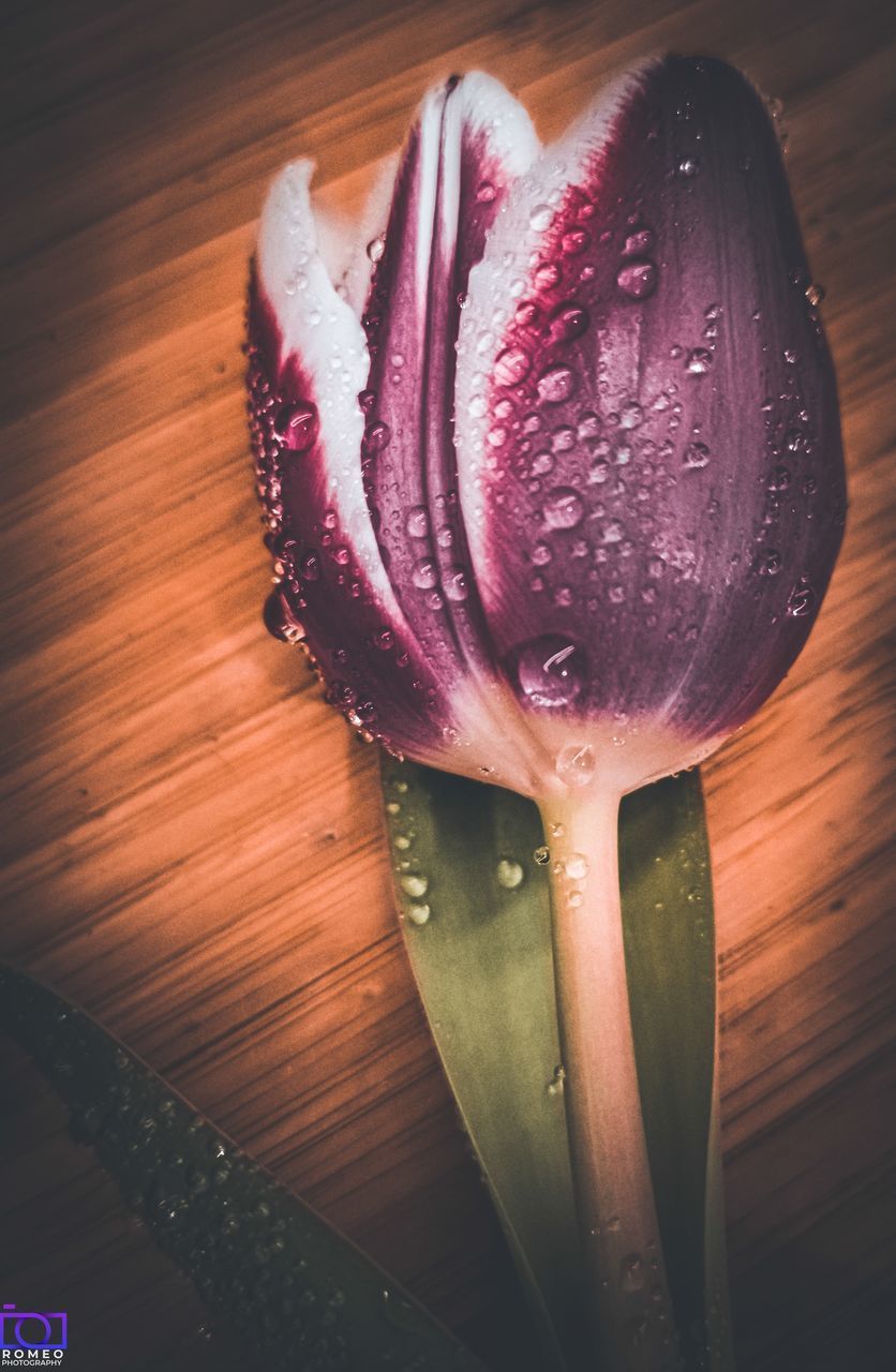 CLOSE-UP OF WET PINK FLOWER ON TABLE