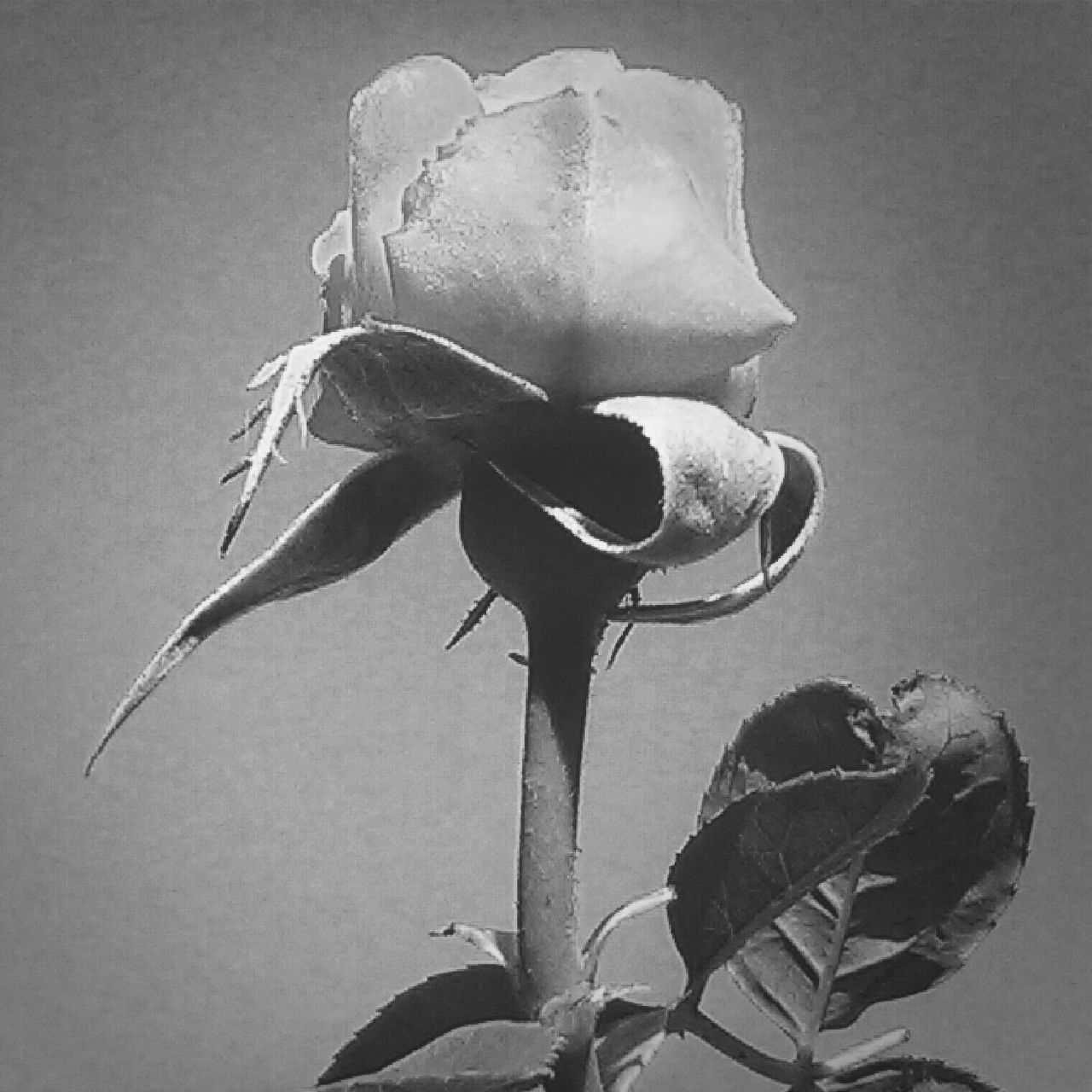 leaf, fragility, flower, close-up, growth, petal, plant, freshness, nature, beauty in nature, leaf vein, flower head, studio shot, single flower, stem, rose - flower, focus on foreground, natural pattern, no people, botany