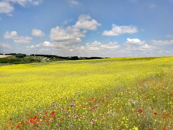 Scenic view of field against sky