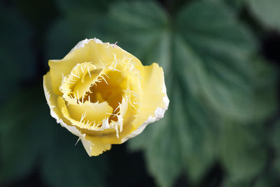 Close-up of yellow rose flower