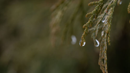 Close-up of pine tree during winter