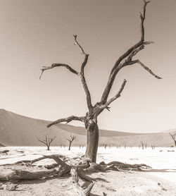 Bare tree against sky